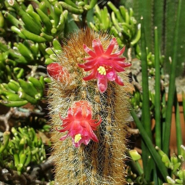 Cleistocactus baumannii Fiore