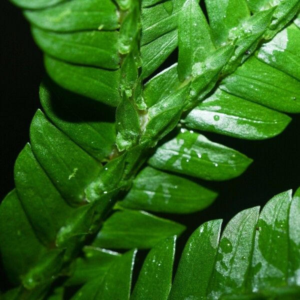 Selaginella parkeri Folla