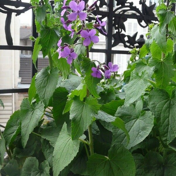 Lunaria rediviva Хабит