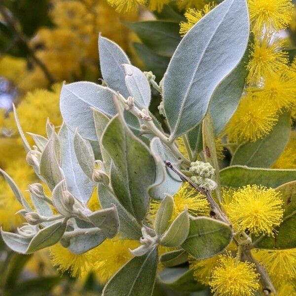 Acacia podalyriifolia Blatt