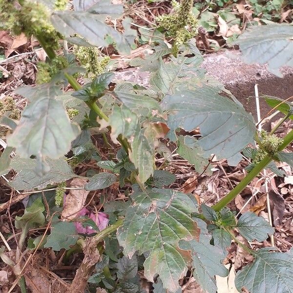 Amaranthus viridis Leaf