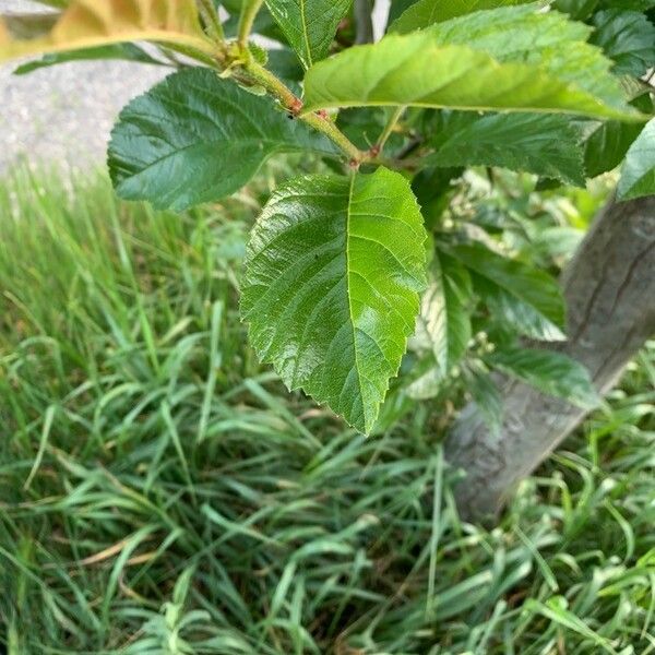 Crataegus crus-galli Leht