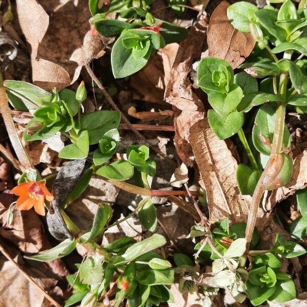 Lysimachia arvensis Levél