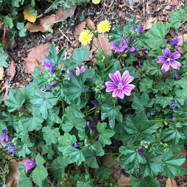 Malva sylvestris Leaf