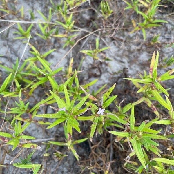 Hexasepalum teres Floro