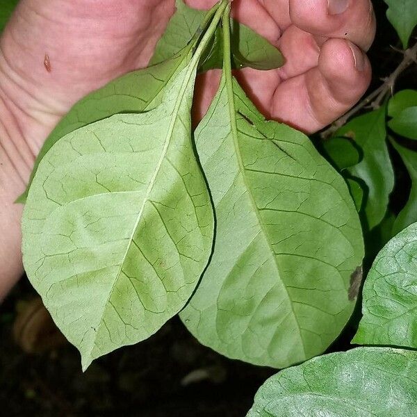 Pisonia aculeata Leaf