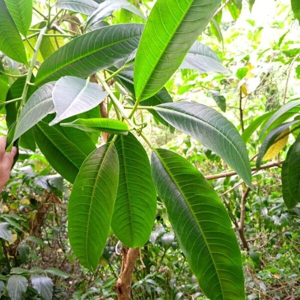 Sapium glandulosum Leaf