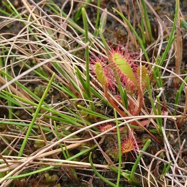 Drosera anglica Yaprak