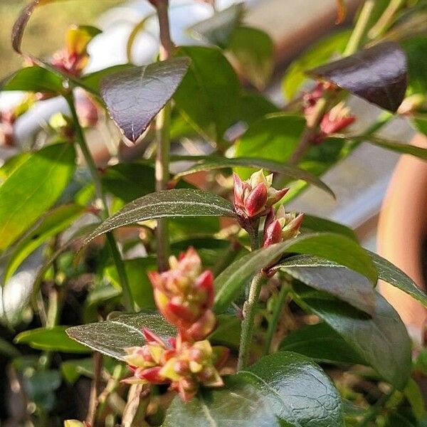 Vaccinium angustifolium Flower