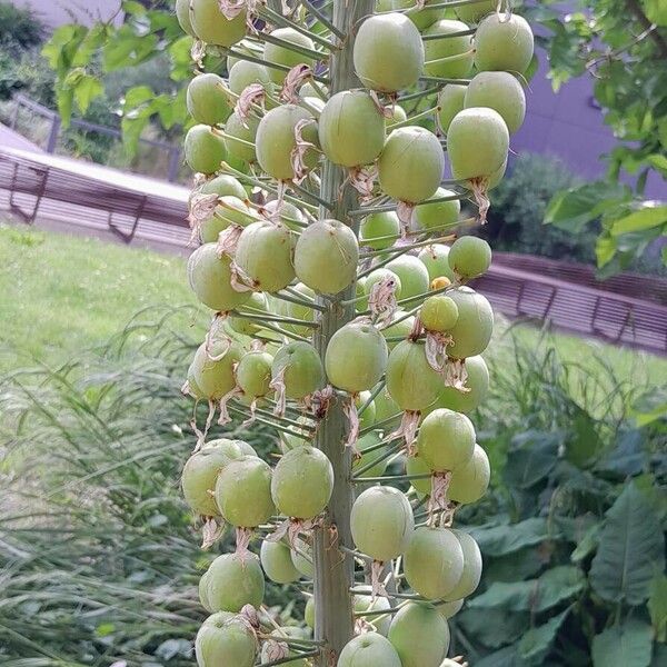 Eremurus robustus Fruit