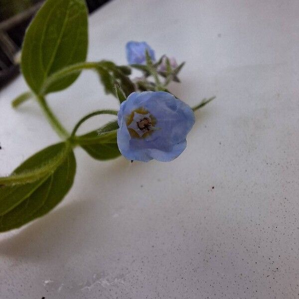 Mertensia paniculata Flor