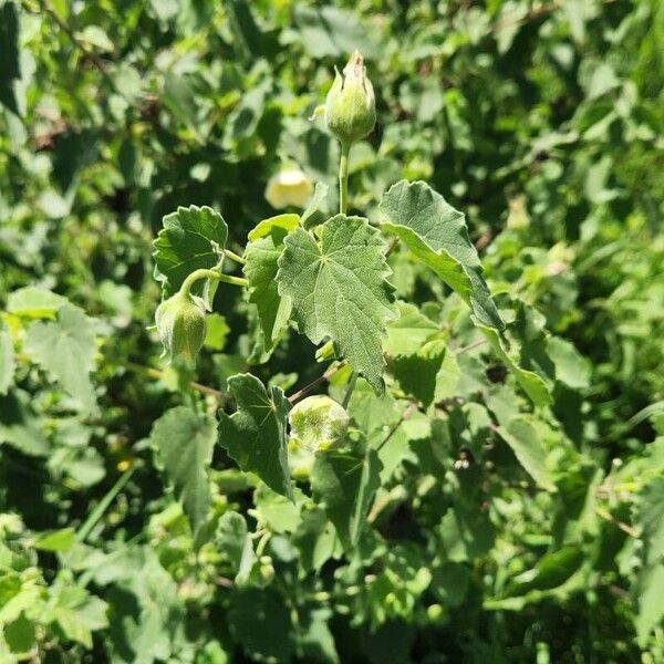 Abutilon grandiflorum Plante entière