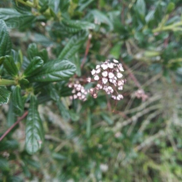 Ceanothus thyrsiflorus 花