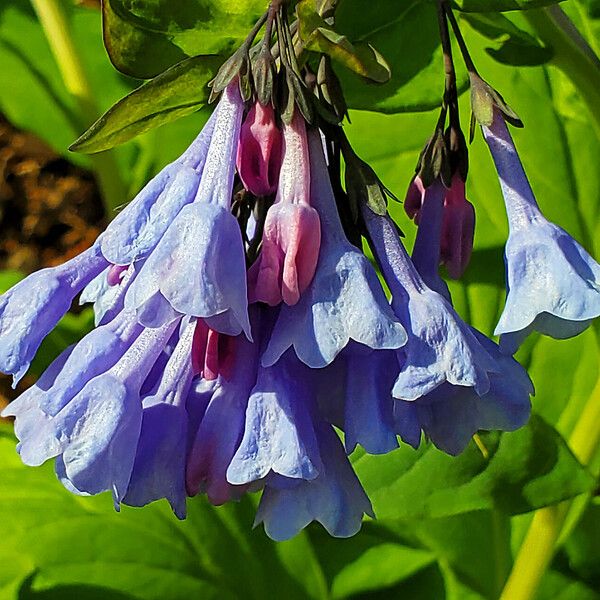 Mertensia virginica 花