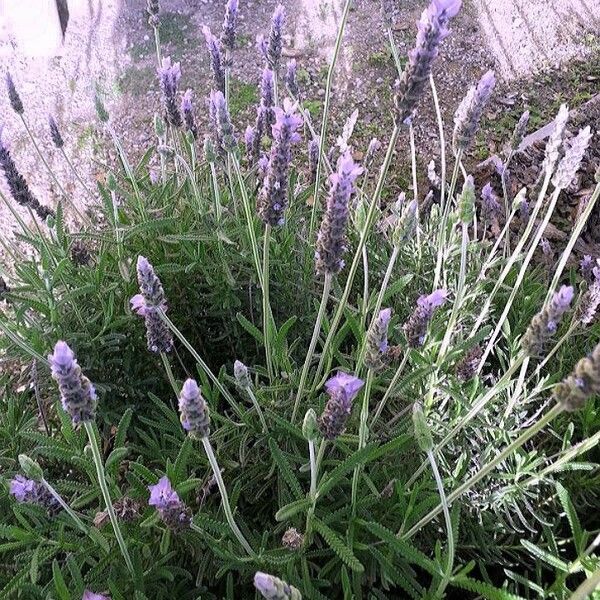 Lavandula dentata Облик