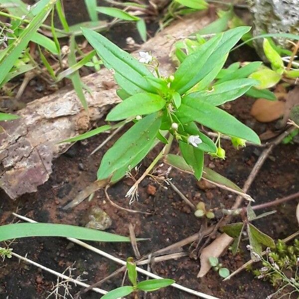 Oldenlandia corymbosa Lorea