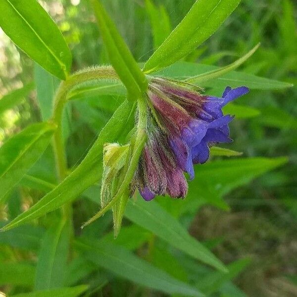 Aegonychon purpurocaeruleum Квітка