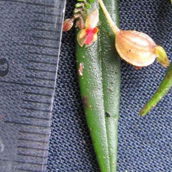 Lepanthes lindleyana Fruit