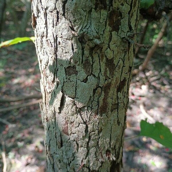 Crataegus submollis Bark