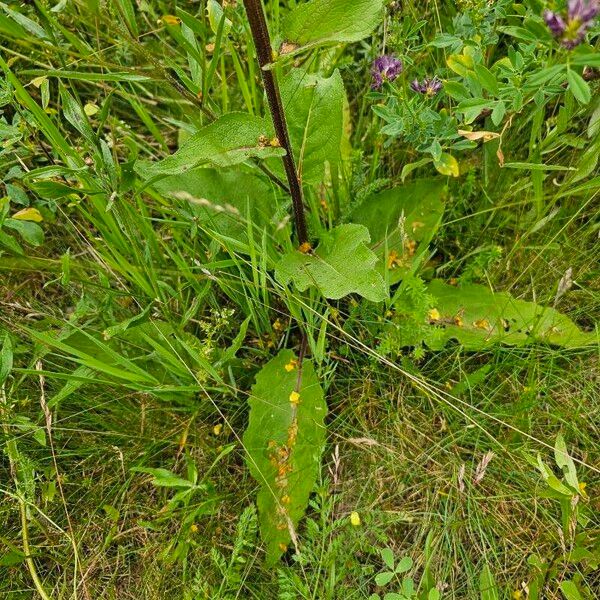 Verbascum nigrum Leaf