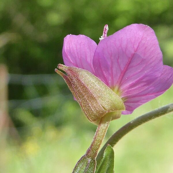 Oenothera rosea 花