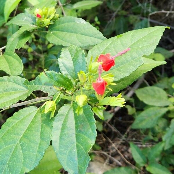 Malvaviscus penduliflorus Kvet