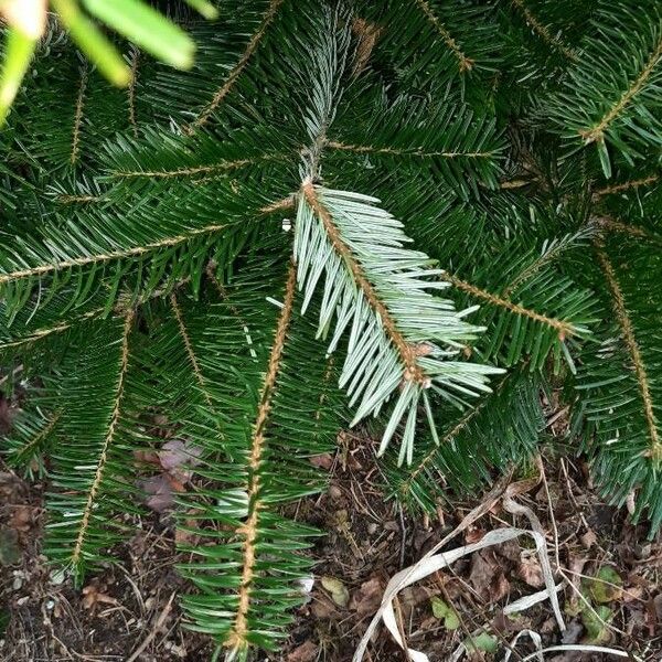 Abies nordmanniana Lapas