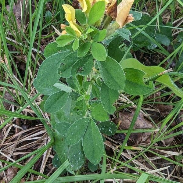 Chamaecytisus hirsutus برگ