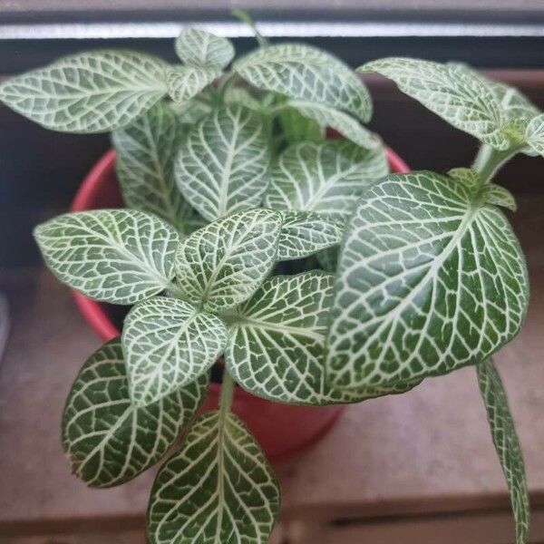 Fittonia albivenis Lapas