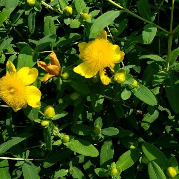 Hypericum frondosum Flower