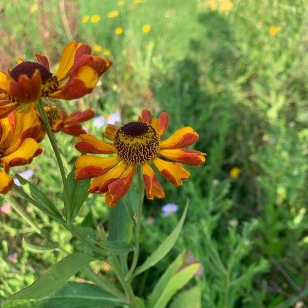 Helenium autumnale Цвят