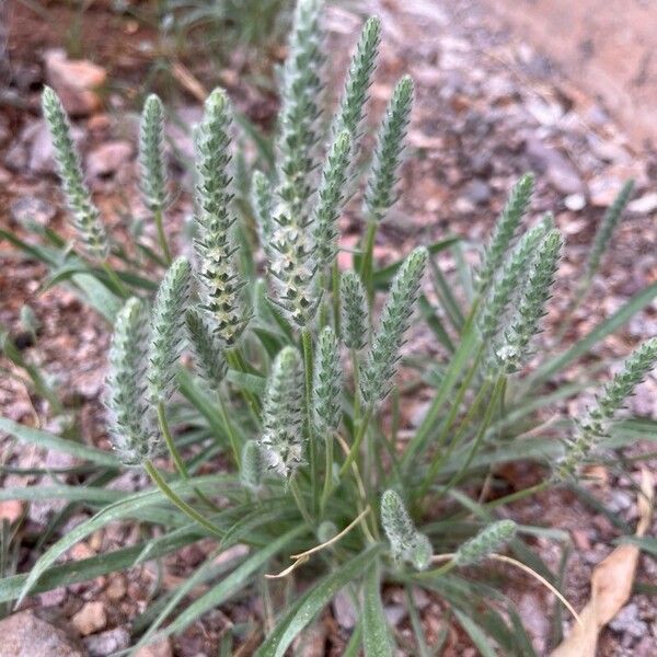 Plantago patagonica Folla