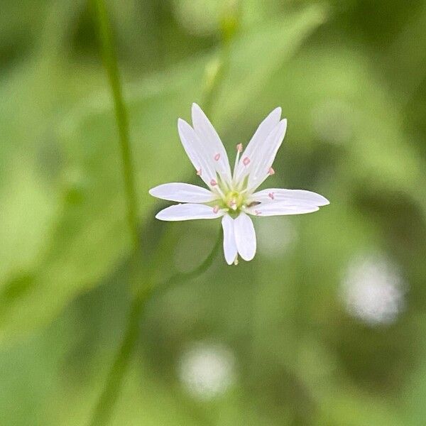 Stellaria graminea Flor