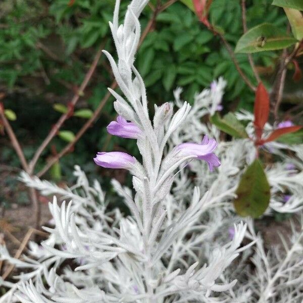 Eremophila nivea Flor