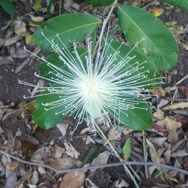 Morisonia flexuosa Flower