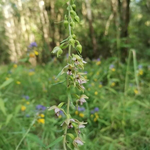 Epipactis helleborine Flor