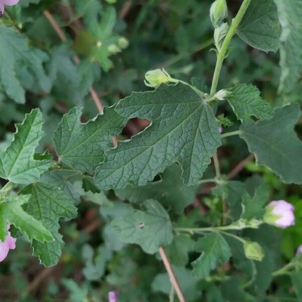 Anisodontea scabrosa Leaf