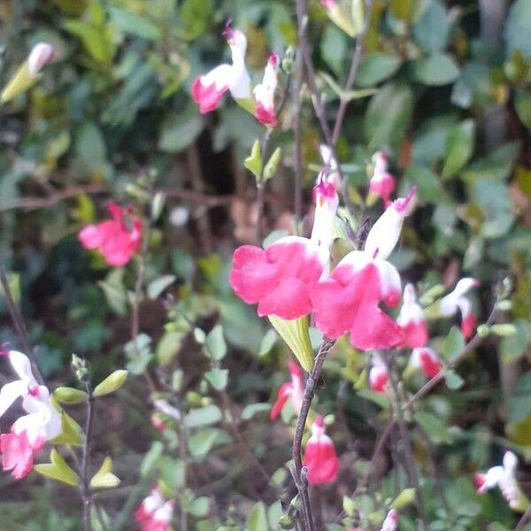 Salvia microphylla Flor