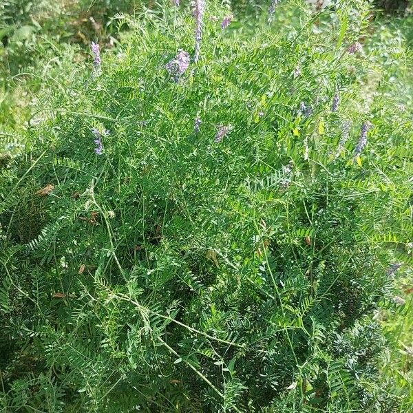 Vicia cracca Costuma