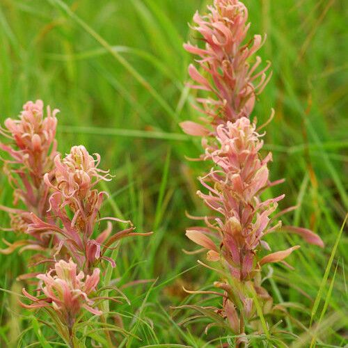 Castilleja sessiliflora Habit