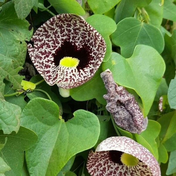 Aristolochia littoralis Natur