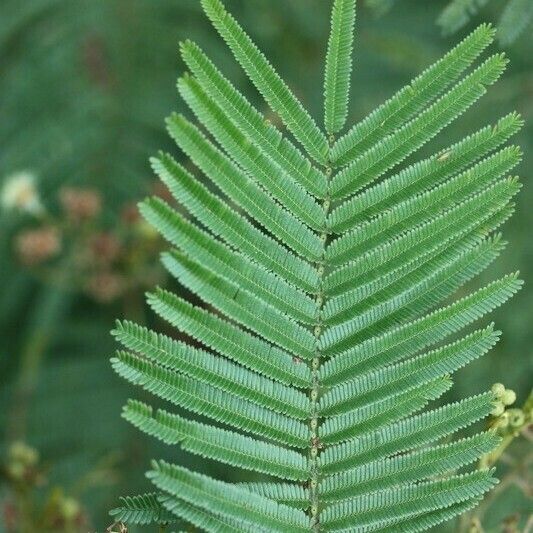 Acacia mearnsii Other