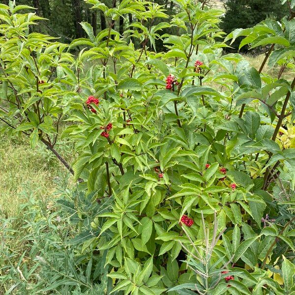 Sambucus racemosa Plante entière