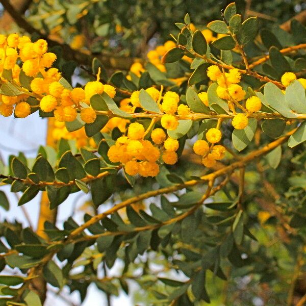 Acacia cultriformis 其他