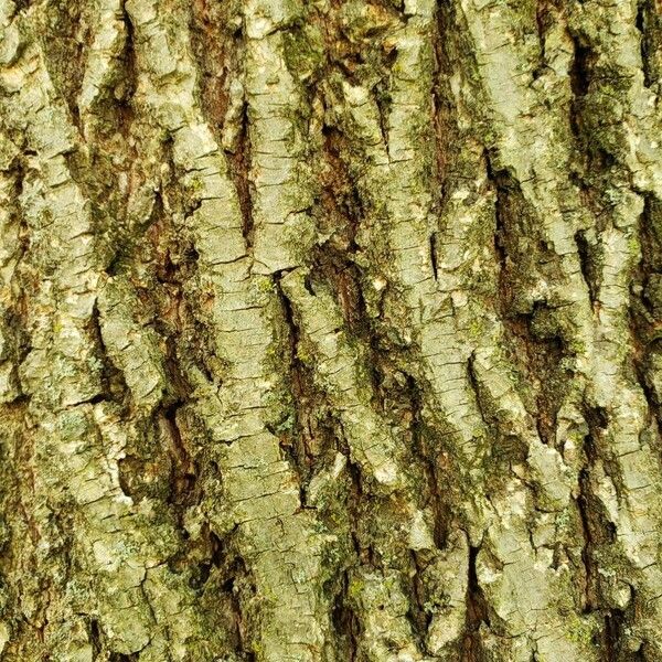 Tilia americana Bark