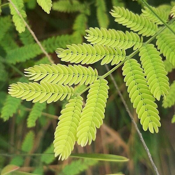 Acacia melanoxylon Frunză