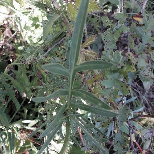 Centaurea scabiosa Feuille