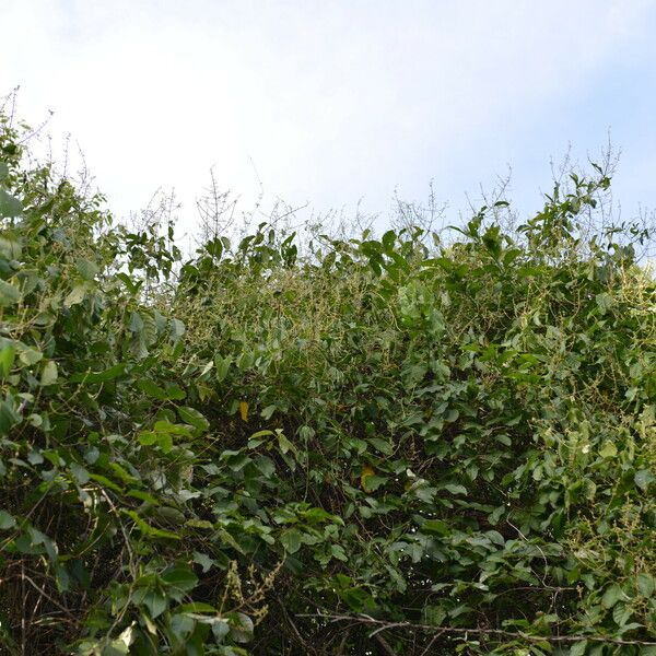 Trigonia rugosa Habit