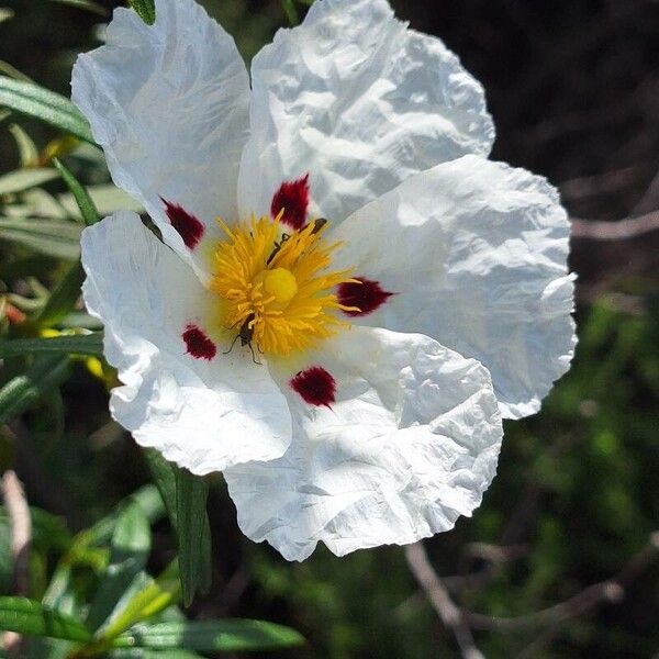 Cistus ladanifer Цвят