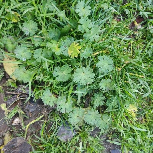 Geranium pusillum Blad